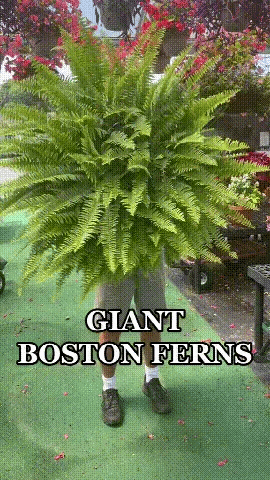 🔥 On Sale Only Today 🌱 UV-Resistant Lifelike Artificial Boston Fern (38 leaves 1 branch)